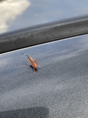 Pachysomoides fulvus