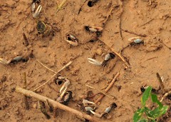 Minuca longisignalis