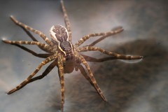 Dolomedes dondalei