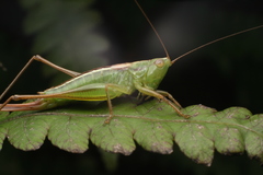 Conocephalus bilineatus