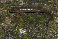 Desmognathus apalachicolae
