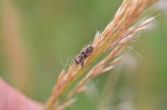 Phytocoris varipes