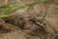 Neocicindela latecincta