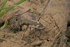 Neocicindela latecincta