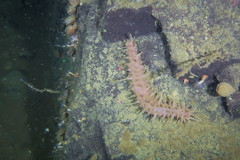 Synallactes challengeri