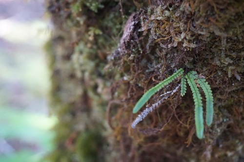 Stenogrammitis saffordii