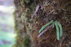 Stenogrammitis saffordii