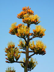 Agave parryi parryi