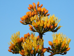 Agave parryi parryi
