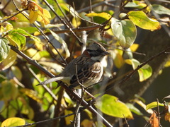 Zonotrichia capensis