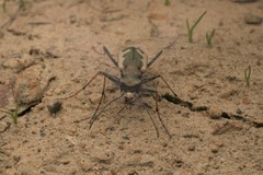 Neocicindela latecincta