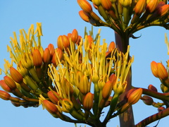 Agave parryi parryi