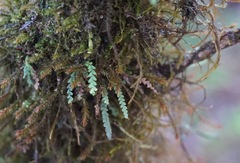 Stenogrammitis saffordii