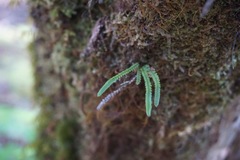 Stenogrammitis saffordii