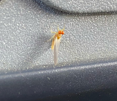 Ephemerella dorothea