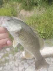Micropterus dolomieu