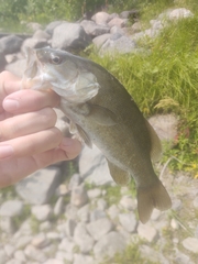 Micropterus dolomieu