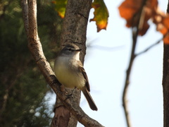 Serpophaga griseicapilla