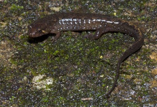 Apalachicola Dusky Salamander