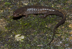 Desmognathus apalachicolae