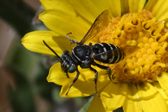 Triepeolus paenepectoralis