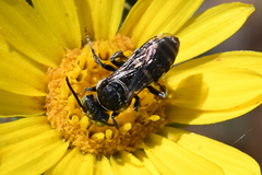 Triepeolus paenepectoralis