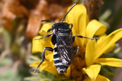 Triepeolus paenepectoralis
