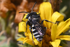 Triepeolus paenepectoralis