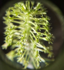 Malaxis steyermarkii