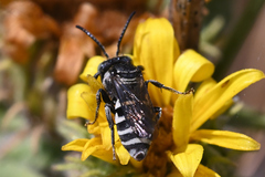 Triepeolus paenepectoralis
