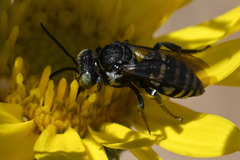 Triepeolus paenepectoralis