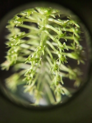 Malaxis steyermarkii