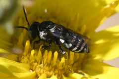 Triepeolus paenepectoralis