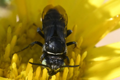 Triepeolus paenepectoralis