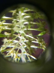 Malaxis steyermarkii