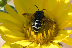 Dianthidium subparvum