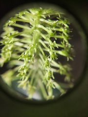 Malaxis steyermarkii