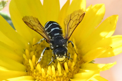 Dianthidium subparvum