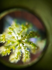 Malaxis steyermarkii