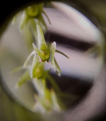 Malaxis steyermarkii