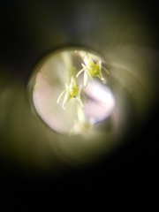 Malaxis steyermarkii