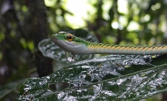 Leptophis ahaetulla