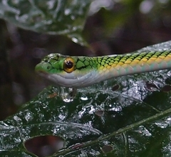 Leptophis ahaetulla