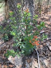 Bouvardia ternifolia
