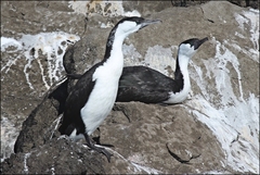 Black-Faced Cormorant photo 2