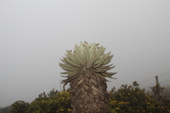 Espeletia brachyaxiantha