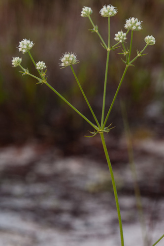 Eryngium cuneifolium image