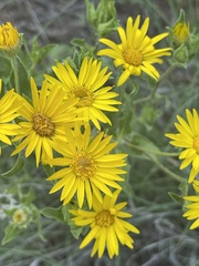 Heterotheca hirsuta