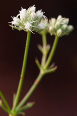 Eryngium cuneifolium image