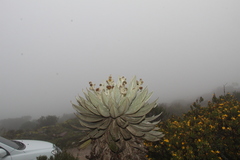 Espeletia brachyaxiantha